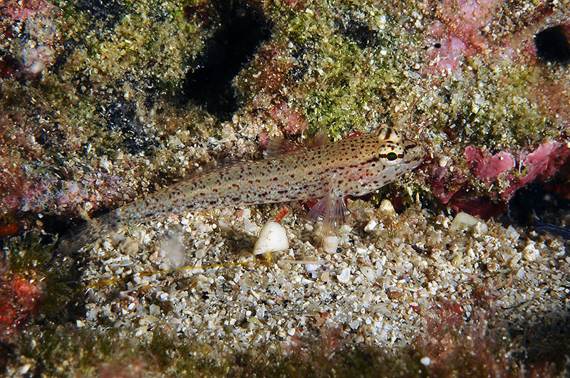 Gobidi di sabbia dell''Asinara